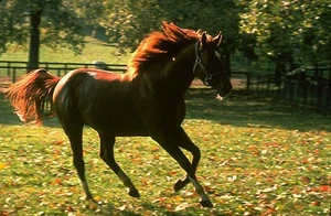 1973 Ron Turcotte SECRETARIAT Claiborne Farm Horse Racing 8x10 Photo TripleCrown - Picture 1 of 1