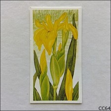 Brooke Bond Card A Journey Downstream 1990 #9 Yellow Flag (CC64)