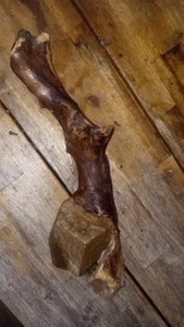 Awesome Driftwood Branch Grown Around A Rock - Picture 1 of 3