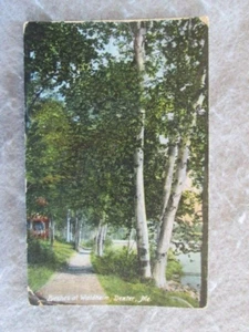 Antique Birches Along Path, At Waldheim, Dexter, Maine Postcard 1907 - Picture 1 of 2