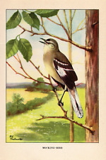 1926 Vintage TODHUNTER BIRDS "MOCKING-BIRD" GORGEOUS Full COLOR Art Plate Litho