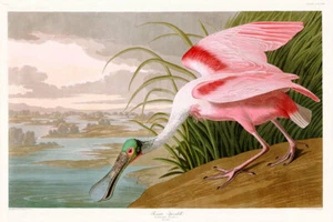 Roseate Spoonbill - Bild 1 von 11
