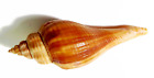 Natural Screw Sea Snail - Collectible Or Dcoration Fish Tank
