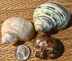 3 - 1-7/8" to 2-3/4" POLISHED TURBO SEA SHELLS, Hermit Crab or Collection - Picture 1 of 5