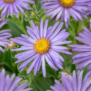 Aster 'Monch'. 2L Plant. Perennial purple flowers. Plants for pollinators - Picture 1 of 3