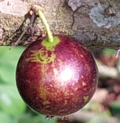 Plinia Trunciflora Var. Unesp - Image 1 of 4