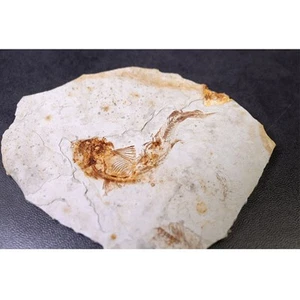 150 milioni di anni fa originale licottero osseo fossile vero pesce Cina - Foto 1 di 7