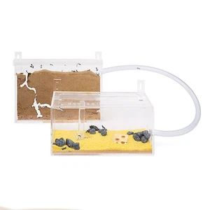 Ant Farm Wall Kit (Ants with Queen FREE) (Ant Farm, Formicarium, Ants) - Picture 1 of 10