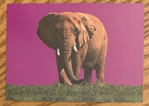AFRICAN ELEPHANT, 1993 "CARDZ" "SAN DIEGO ZOO" CARD, AWESOME !