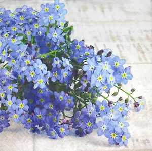 M287# 3 x Single Paper Napkins For Decoupage Tissue Blue Forget-Me-Not Flowers - Picture 1 of 11