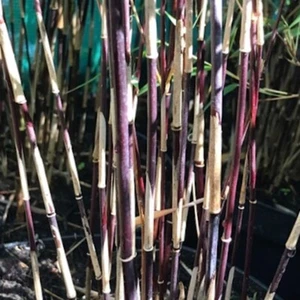 50 Purple Bamboo Seeds Privacy Plant Garden Clumping Shade Screen US SELLER - Picture 1 of 24