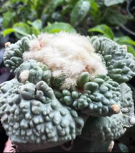5,3cm lebende Sukkulente Pflanze Ariocarpus Fis Hybird 'Godzilla' WYSIWYG rattegefüttert - Bild 1 von 8