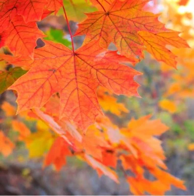20+ Sugar Maple Tree Seeds (Acer saccarum) Fall Color, Edible Maple Syrup Source - Image 1 of 4