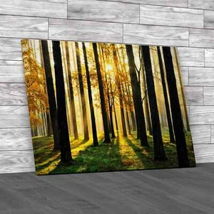 Morning Scene In The Forest Canvas Print Large Picture Wall Art - Picture 1 of 12