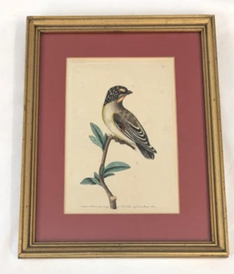 1794 COPPER PLATE ENGRAVING OF STRIPE HEADED MANAKIN BY F. P. NODDER FRAMED - Picture 1 of 9