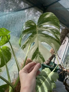 Monstera Albo Variegated Borsigiana Large Cutting - 3 Leaves Tip Piece - Picture 1 of 7