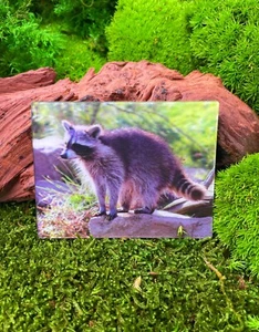 Raccoon Bear Cute 9x7cm 3D Refrigerator Magnet Card Picture - Picture 1 of 2