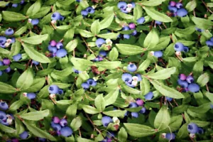 BERRY GOOD BLUEBERRIES FROM ELIZABETH'S STUDIOS - 100% COTTON FABRIC - Picture 1 of 3