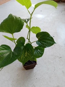Vietnamese BBQ Leaf - La Lot - Wild Betal Leaf - 10" - 15" Tall in Pot - Picture 1 of 8