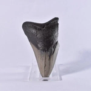 Carcharodon MEGALODON Tooth Large Genuine Fossil Shark Tooth Miocene USA 90mm - Picture 1 of 5