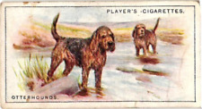 Players Cigarette Card 1925 DOGS #20 Otterhound