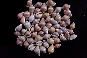 Sea Shell - Óvula Margovula - 11-16 mm - (60 piezas) - Imagen 1 de 1