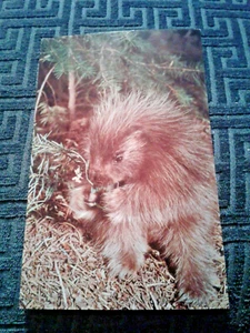 NATURE: PORCUPINE FEEDING ON PINE BRANCHES - C.R. 1974 - VERY NICE CARD - Imagen 1 de 4
