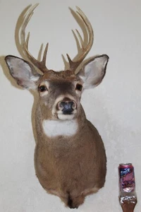 Whitetail Deer Head Shoulder Mount Taxidermy Cape Shed Antler Hunt Mule Rack - Picture 1 of 12