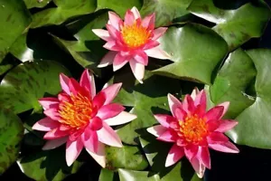 Little Sue Dwarf small pond water lily - pond plants water lilies aquatic plants - Picture 1 of 3