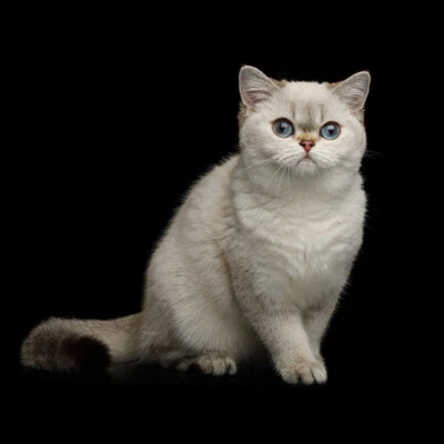 Pano de fundo de fotografia para pessoas sessão de fotos de animais de estimação transmissão ao vivo - Imagem 1 de 4