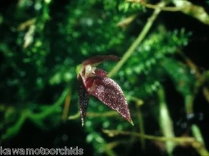 BIN-Bulbophyllum comberi  Easy to grow! Collectors item! Different! Easy to grow - Picture 1 of 2
