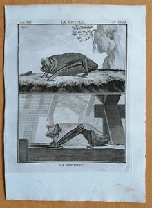 Buffon Originaldruck Frühe 4to Ausgabe Fledermaus La Noctule - 1770# - Bild 1 von 1