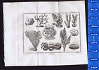 SEA PLANTS II: Coral, Stony Plant, Brain-Stone Madrepore- 1737 Pluche Engraving 