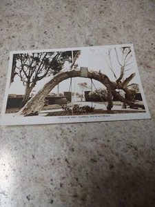 Antiguo árbol de goma Glenelg Australia del Sur 1939 foto real foto postal de colección - Imagen 1 de 7