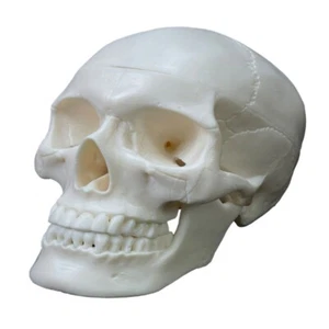 Includes Skull 2-Part Anatomical Model Anatomy Teaching Supplies - Picture 1 of 8