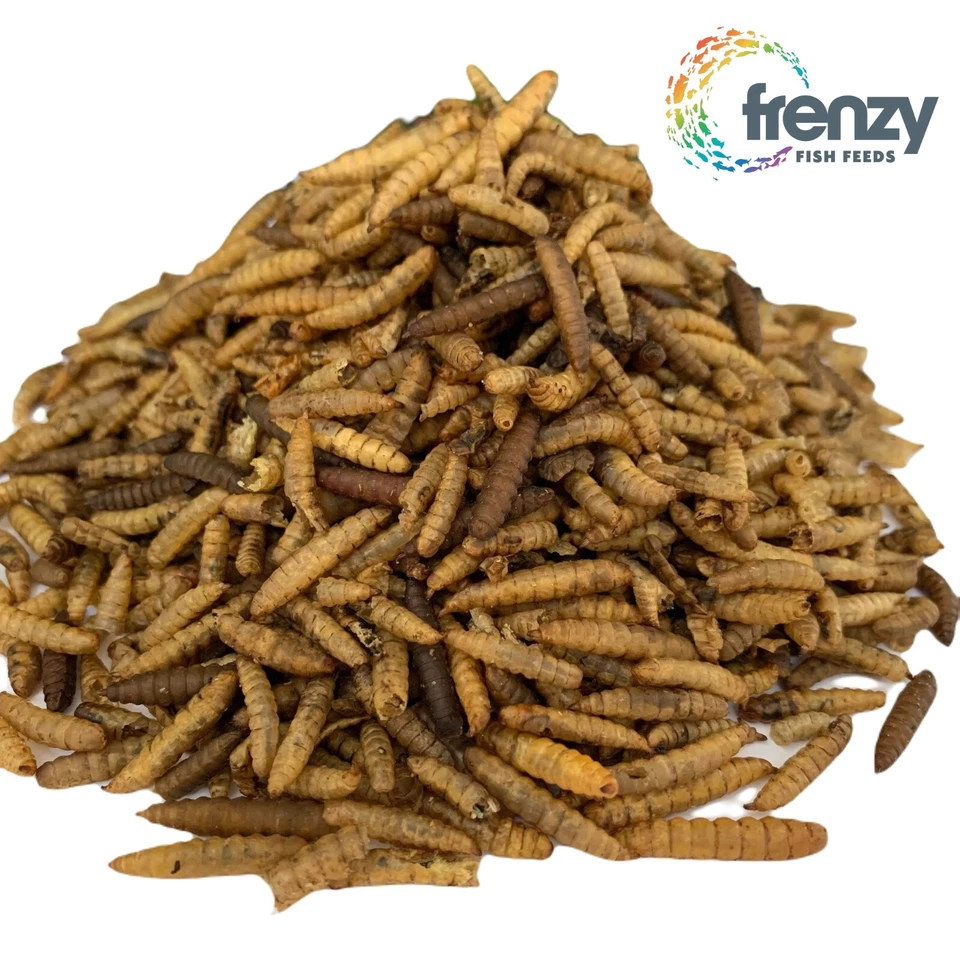 Tropical Fish Turtles & Reptiles Dried Black Soldier Fly Larvae AUS Sourced BULK - image 1 of 1
