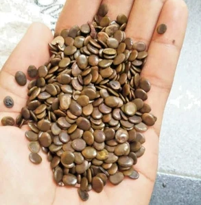 100+ Semillas rojas de Albizia Sengon Smithiana (Albizia chinensis) de rápido crecimiento - Imagen 1 de 9