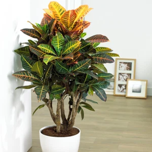 Codiaeum Petra Plant - Vibrant Indoor Decorative Office Houseplant In 13cm Pot - Picture 1 of 4