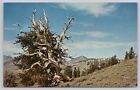 Bishop California, Bristlecone Monument Inyo National Forest, Vintage Postkarte