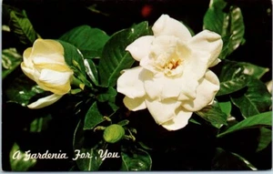 Una flor GARDENIA FOR YOU - Imagen 1 de 2