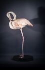 Chilean Flamingo Real Taxidermy Mount Bird Full Body On Wooden Black Antique