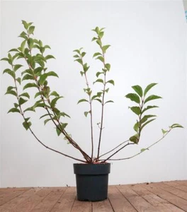 Viburnum bodnantense 'Dawn', Duft-Schneeball, rosa Blüten, 60–80 cm - Bild 1 von 4