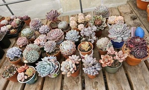 ALL OLD Succies (all from the table,STRONG woody stem, selling own Collection - Picture 1 of 3