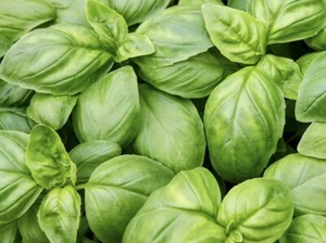 100 Italian Sweet Basil Herb Garden Seeds NonGMO Pesticide Free Organic Edible - Picture 1 of 3
