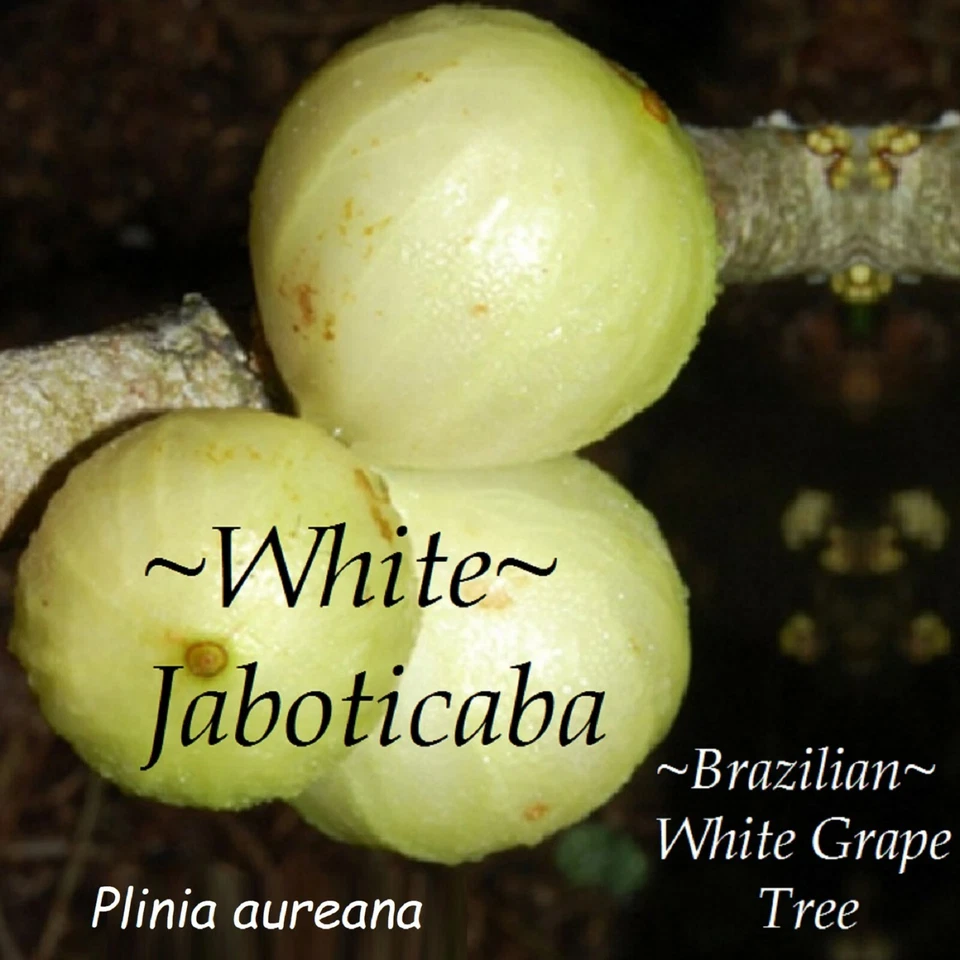 ~White Jaboticaba~ Plinia Pitrantha Branca Brazilian Grape Fruit Tree sml Plant - Image 1 of 4