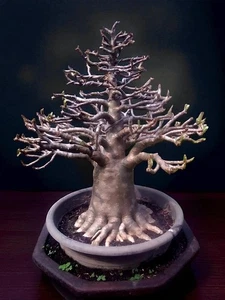 Adenium bonsai thaisoco character - Arabicum Godji best character obesum bonsai - Picture 1 of 2