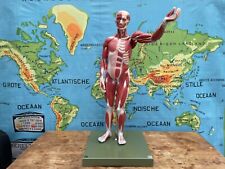 Vintage SOMSO MALE MUSCLE Figure educational model Anatomy model 27 parts body 