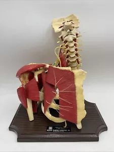 Vintage Medical Plastics Laboratory BP1500 Deluxe Shoulder Brachial Plexus Model - Picture 1 of 4