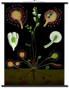 Pädagogische Karte - Botanische Lithographie Leinenunterlage BEREIT ZUM AUFHÄNGEN! - Bild 1 von 8