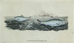 Antiker Fischdruck WHITEBAIT Original DONOVAN Vintage alter Stich 1808 - Bild 1 von 2